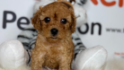 Toy poodle Yavru - BROWN DİŞİ